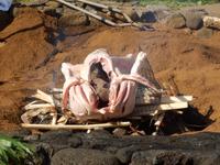 Zubereitung eines Kalua Pork