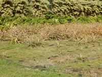 Maui Tropical Plantation