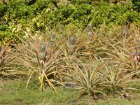 Maui Tropical Plantation