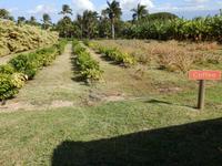 Maui Tropical Plantation