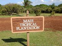 Maui Tropical Plantation