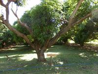 Maui Tropical Plantation