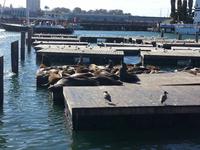 Seelöwen am Pier 39