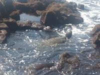 Schildkröten am schwarzen Strand 