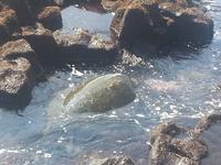 Schildkröten am schwarzen Strand 