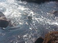 Schildkröten am schwarzen Strand 