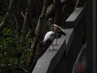 Naturpark Ding Darling