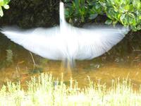 Naturpark Ding Darling