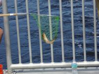 Naturpark Ding Darling