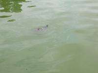 Schildkröte im Central Park