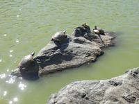 Schildkröten im Central Park