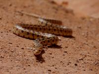 Schlange Arches Nationalpark