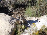 Streifenhörnchen mit Beute am Grand Canyon