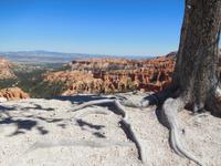 Vegetation am Bryce Canyon