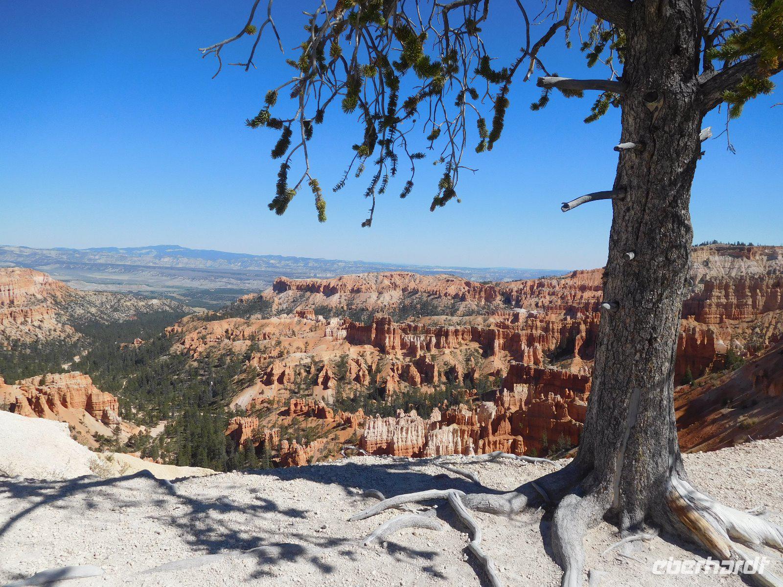 Vegetation am Bryce Canyon