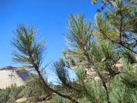 typische Vegetation im Zion Nationalpark
