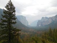 endlich Bäume im Yosemite Nationalpark