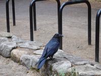 Krähe beim Picknick im Yosemite Nationalpark