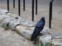 neugierige Krähe - Yosemite Nationalpark