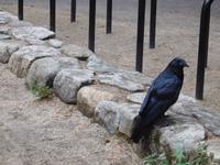 Krähe beim Picknick im Yosemite Nationalpark