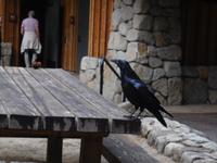 Sie kommt näher! Krähe im Yosemite Nationalpark