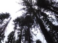 Baumwipfel im Yosemite Nationalpark