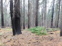Brandspuren an den Bäumen des Yosemite Nationalparks