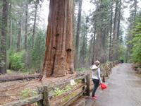 unser erster großer Mammut-Baum im Yosemite Nationalpark
