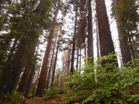 Spaziergang durch den Yosemite-Nationalpark