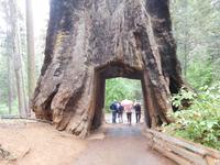zu viert nebeneinander durch den Baum hindurch - Yosemite Nationalpark