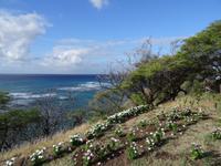 Oahu - Amelia Earheart Lookout