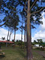 Oahu - Dole Plantage