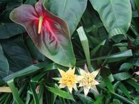 Big Island - Akatsuka Orchideen Farm