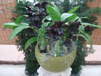 Big Island - Akatsuka Orchideen Farm