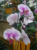 Big Island - Akatsuka Orchideen Farm