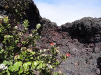 Big Island - Volcanoes National Park 