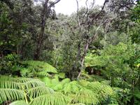 Big Island - Farnwald