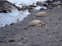 Big Island - Punalu`u Black Sand Beach