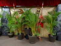 Kona - Ausstellung Kamehameha Hotel