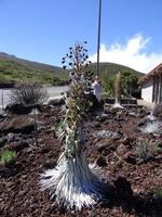 Maui - Silberschwert