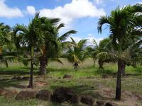 Maui - Tropical Plantation 