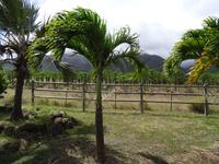 Maui - Tropical Plantation 