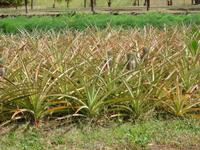 Maui - Tropical Plantation 