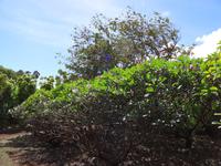 Maui - Tropical Plantation 