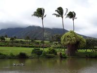 Maui - Tropical Plantation 