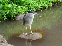 Maui - Tropical Plantation 