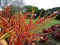Maui - Tropical Plantation 