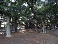 Maui - Lahaina, indischer Banyasbaum