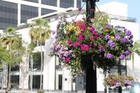 Los Angeles - Beverly Hills - Rodeo Drive