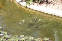 Mojave-Wüste - Wüstenmuseum in Barstow